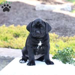 Demi, Cane Corso Puppy